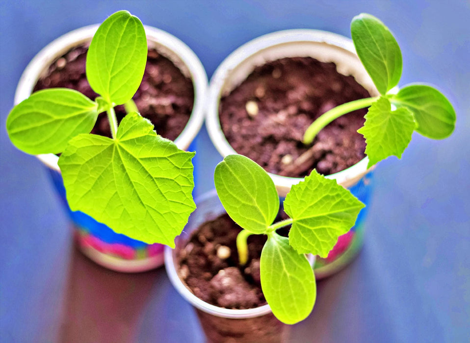 Cool Customer, Pickling Cucumber - BoxGardenSeedsLLC -Cucumbers - Seeds