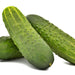 Cool Customer, Pickling Cucumber - BoxGardenSeedsLLC -Cucumbers - Seeds