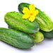 Cool Customer, Pickling Cucumber - BoxGardenSeedsLLC -Cucumbers - Seeds
