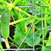 Homemade Pickles, Cucumber - BoxGardenSeedsLLC -Cucumbers - Seeds
