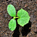 Homemade Pickles, Cucumber - BoxGardenSeedsLLC -Cucumbers - Seeds