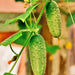 Boston Pickling, Cucumber - BoxGardenSeedsLLC - Cucumbers - Seeds - USA Seller, Thank you for shopping here today, Naturally Grown GMO Free Seeds, Heirloom Open Pollinated Seeds, Fresh Top Quality Premium Seeds