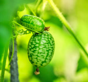Cucamelon, Mexican Sour Gherkin - BoxGardenSeedsLLC - Melons, Cantaloupe - Seeds - USA Seller, Thank you for shopping here today, Naturally Grown GMO Free Seeds, Heirloom Open Pollinated Seeds, Fresh Top Quality Premium Seeds