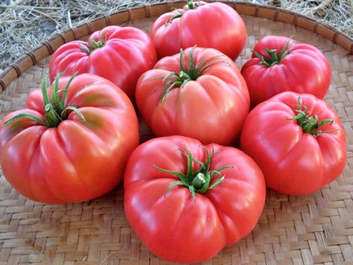 Siberian Giant Pink, Tomato - BoxGardenSeedsLLC - Tomatoes,Tomatillos - Seeds - USA Seller, Thank you for shopping here today, Naturally Grown GMO Free Seeds, Heirloom Open Pollinated Seeds, Fresh Top Quality Premium Seeds
