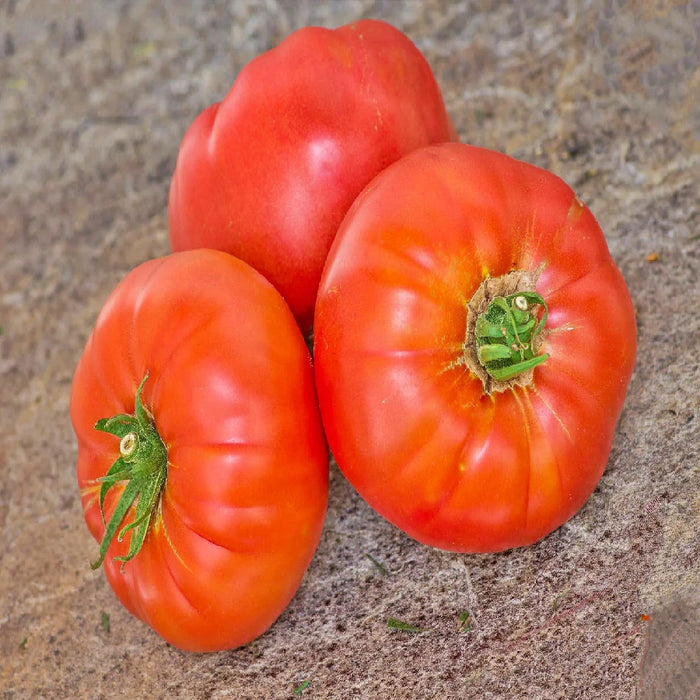 Pusztakolosz, Tomato - BoxGardenSeedsLLC -Tomatoes,Tomatillos - Seeds