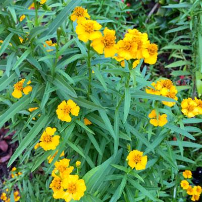 Mexican Tarragon, Mexican Marigold - BoxGardenSeedsLLC -Culinary/Medicinal Herbs - Seeds