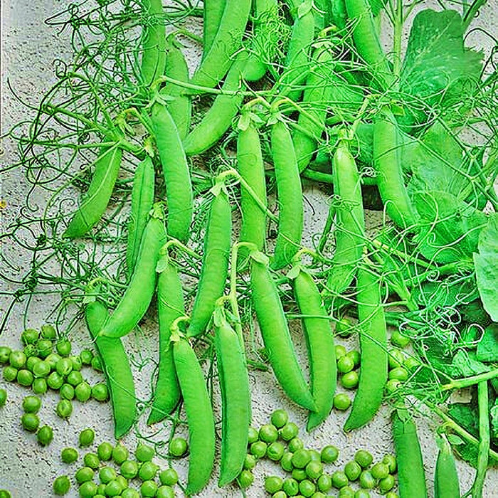 Patio Pride, Peas - BoxGardenSeedsLLC -Peas - Seeds