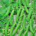 Patio Pride, Peas - BoxGardenSeedsLLC -Peas - Seeds