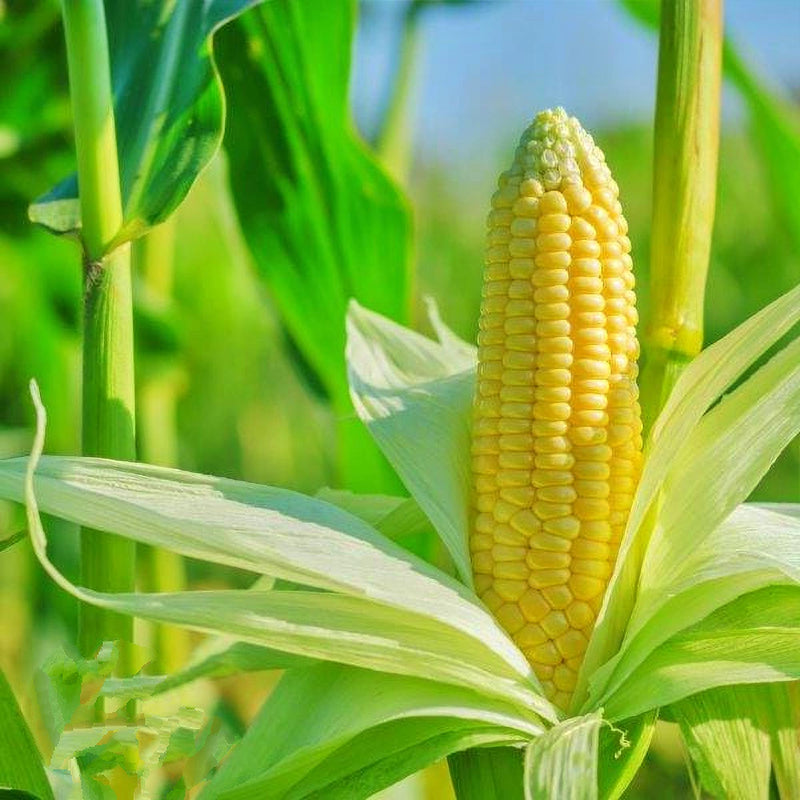 Abundance, Sweet Corn - BoxGardenSeedsLLC - Corn - Seeds - USA Seller, Thank you for shopping here today, Naturally Grown GMO Free Seeds, Heirloom Open Pollinated Seeds, Fresh Top Quality Premium Seeds
