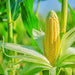 Abundance, Sweet Corn - BoxGardenSeedsLLC -Corn - Seeds