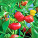 Red Cheese, Sweet Pepper - BoxGardenSeedsLLC -Gourmet/Native Greens - Seeds