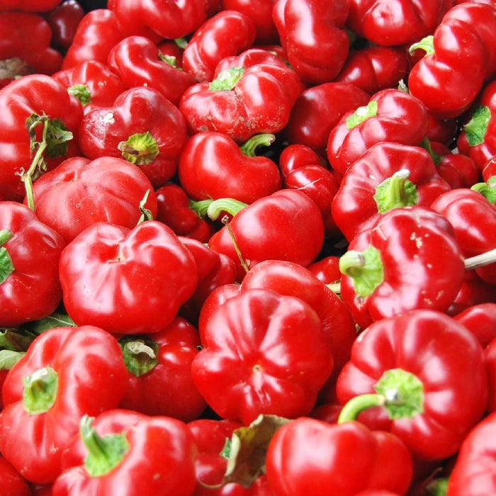 Red Cheese, Sweet Pepper - BoxGardenSeedsLLC -Gourmet/Native Greens - Seeds