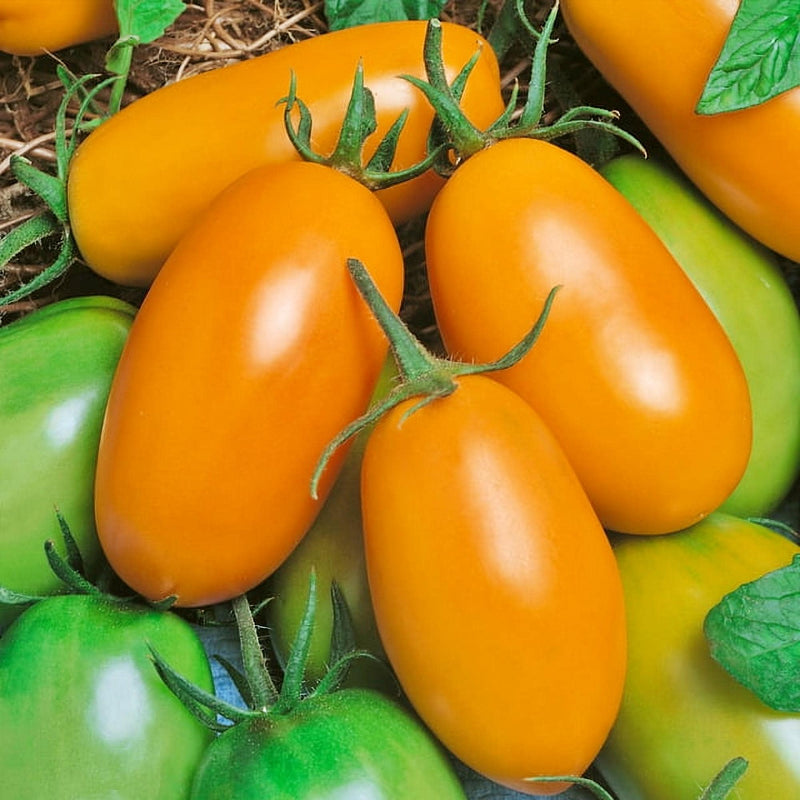 Orange Roma, Tomato - BoxGardenSeedsLLC - Tomatoes,Tomatillos - Seeds - 