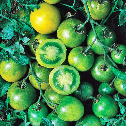 Green Grape, Tomato - BoxGardenSeedsLLC -Tomatoes,Tomatillos - Seeds