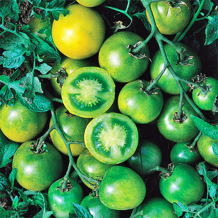 Green Grape, Tomato - BoxGardenSeedsLLC -Tomatoes,Tomatillos - Seeds