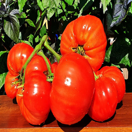 Minusinsk Lion, Tomato - BoxGardenSeedsLLC -Tomatoes,Tomatillos - Seeds
