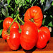Minusinsk Lion, Tomato - BoxGardenSeedsLLC -Tomatoes,Tomatillos - Seeds