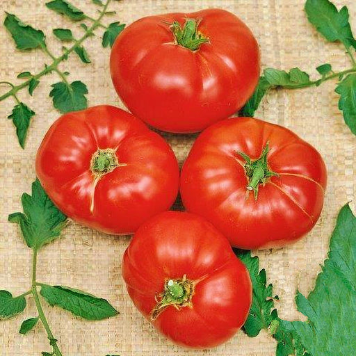 Boxcar Willie, Tomato - BoxGardenSeedsLLC -Tomatoes,Tomatillos - Seeds