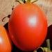 Gram's Good Keeper, Tomato - BoxGardenSeedsLLC -Tomatoes,Tomatillos - Seeds