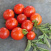 Mexico Midget, Tomato - BoxGardenSeedsLLC -Tomatoes,Tomatillos - Seeds