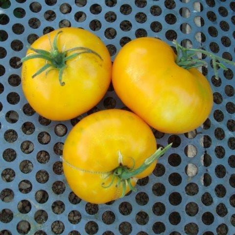 Giallo De Summer, Tomato - BoxGardenSeedsLLC -Tomatoes,Tomatillos - Seeds
