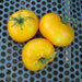 Giallo De Summer, Tomato - BoxGardenSeedsLLC -Tomatoes,Tomatillos - Seeds