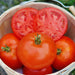 Umpqua Beauty, Tomato - BoxGardenSeedsLLC -Tomatoes,Tomatillos - Seeds