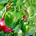 Emerald Giant, Sweet Bell Pepper - BoxGardenSeedsLLC -Peppers,Eggplants - Seeds