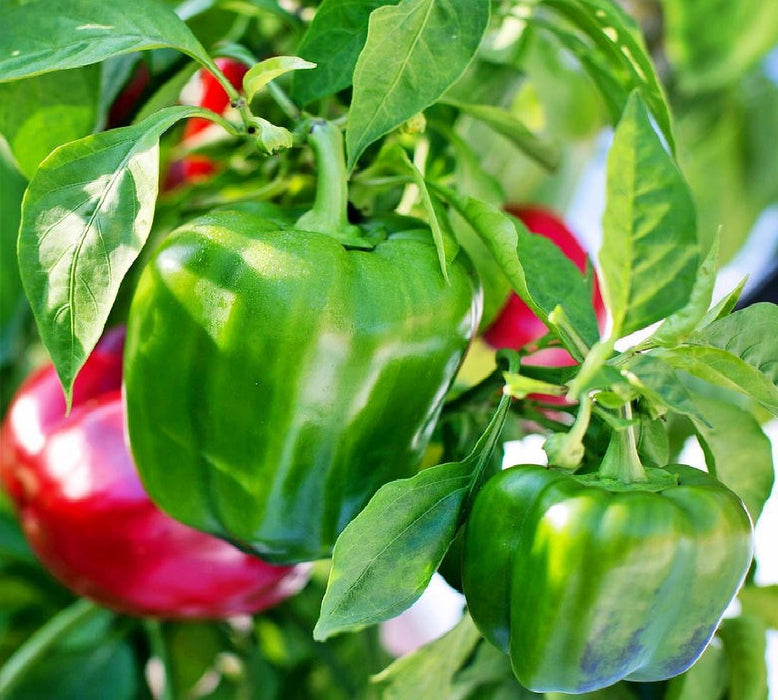 Emerald Giant, Sweet Bell Pepper - BoxGardenSeedsLLC -Peppers,Eggplants - Seeds