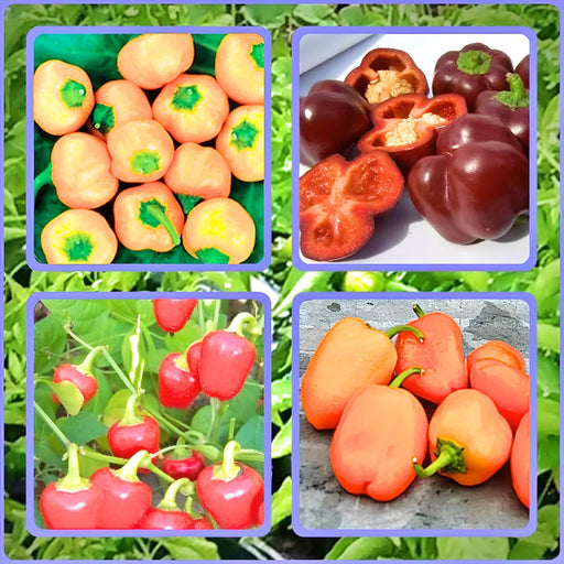 Mini Bell Mix, Sweet Bell Pepper - BoxGardenSeedsLLC -Peppers,Eggplants - Seeds