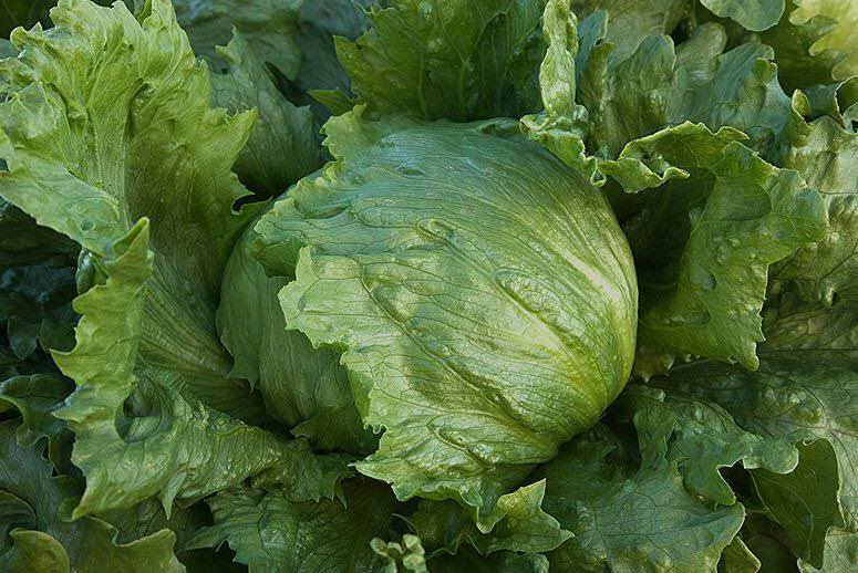 Best Lettuce Seed Collection, Lettuce - BoxGardenSeedsLLC - Lettuce - Seeds - USA Seller, Thank you for shopping here today, Naturally Grown GMO Free Seeds, Heirloom Open Pollinated Seeds, Fresh Top Quality Premium Seeds