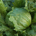 Best Lettuce Seed Collection, Lettuce - BoxGardenSeedsLLC - Lettuce - Seeds - USA Seller, Thank you for shopping here today, Naturally Grown GMO Free Seeds, Heirloom Open Pollinated Seeds, Fresh Top Quality Premium Seeds