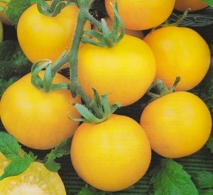 Yellow Wonder, Tomato - BoxGardenSeedsLLC -Tomatoes,Tomatillos - Seeds