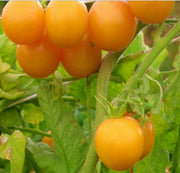 Yellow Perfection, Tomato - BoxGardenSeedsLLC - Tomatoes,Tomatillos - Seeds - USA Seller, Thank you for shopping here today, Naturally Grown GMO Free Seeds, Heirloom Open Pollinated Seeds, Fresh Top Quality Premium Seeds