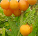 Yellow Perfection, Tomato - BoxGardenSeedsLLC - Tomatoes,Tomatillos - Seeds - USA Seller, Thank you for shopping here today, Naturally Grown GMO Free Seeds, Heirloom Open Pollinated Seeds, Fresh Top Quality Premium Seeds