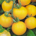 Yellow Wonder, Tomato - BoxGardenSeedsLLC -Tomatoes,Tomatillos - Seeds
