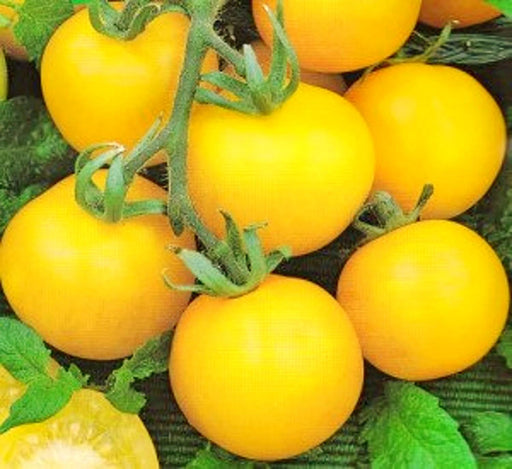 Yellow Wonder, Tomato - BoxGardenSeedsLLC -Tomatoes,Tomatillos - Seeds