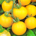 Yellow Wonder, Tomato - BoxGardenSeedsLLC -Tomatoes,Tomatillos - Seeds