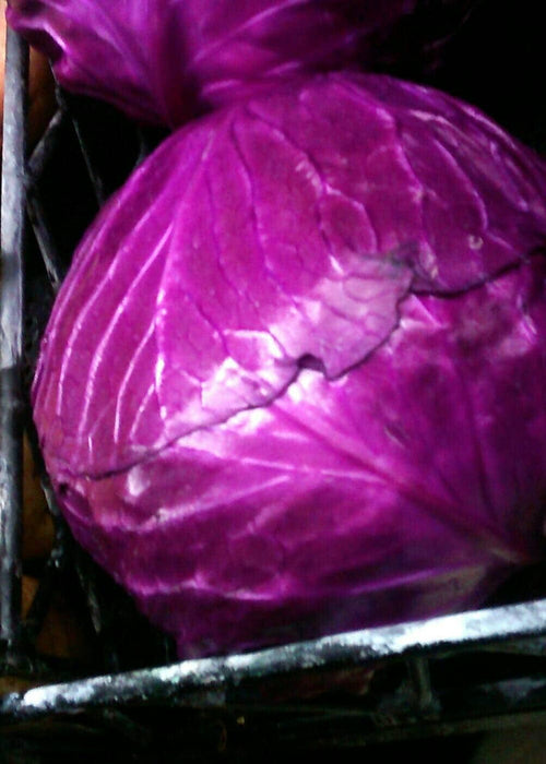 Cabbage, Red Express - BoxGardenSeedsLLC -Cabbage, Kale - Seeds