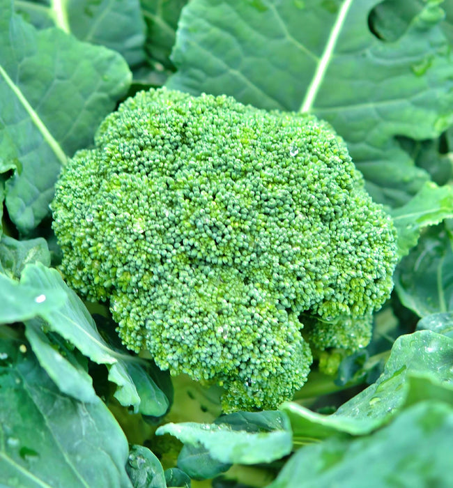 Broccoli, Green Calabrese - BoxGardenSeedsLLC -Broccoli,Cauliflower - Seeds