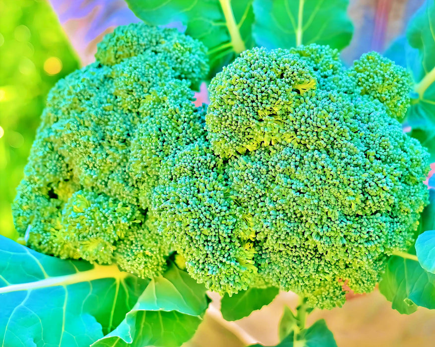 Broccoli, Green Calabrese - BoxGardenSeedsLLC -Broccoli,Cauliflower - Seeds