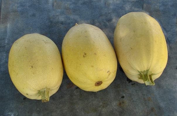 Heirloom Winter Squash, Seed Collection - BoxGardenSeedsLLC - Squash,Pumpkins - Seeds - USA Seller, Thank you for shopping here today, Naturally Grown GMO Free Seeds, Heirloom Open Pollinated Seeds, Fresh Top Quality Premium Seeds