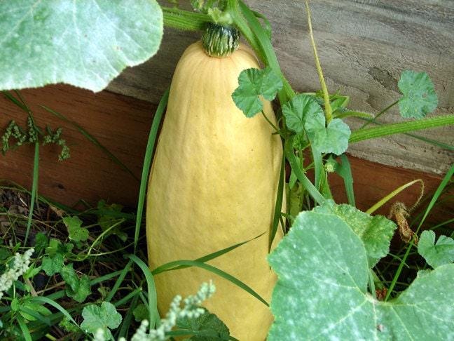 Heirloom Winter Squash, Seed Collection - BoxGardenSeedsLLC - Squash,Pumpkins - Seeds - USA Seller, Thank you for shopping here today, Naturally Grown GMO Free Seeds, Heirloom Open Pollinated Seeds, Fresh Top Quality Premium Seeds