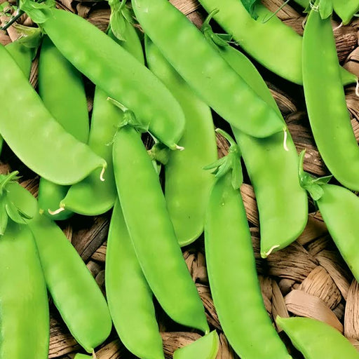 Mammoth Melting Sugar, Snow Pea - BoxGardenSeedsLLC -Peas - Seeds