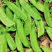 Mammoth Melting Sugar, Snow Pea - BoxGardenSeedsLLC -Peas - Seeds