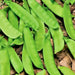 Mammoth Melting Sugar, Snow Pea - BoxGardenSeedsLLC - Peas - Seeds - USA Seller, Thank you for shopping here today, Naturally Grown GMO Free Seeds, Heirloom Open Pollinated Seeds, Fresh Top Quality Premium Seeds