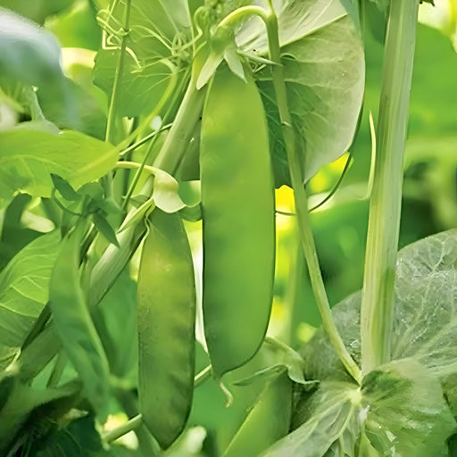Mammoth Melting Sugar, Snow Pea - BoxGardenSeedsLLC -Peas - Seeds
