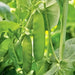 Mammoth Melting Sugar, Snow Pea - BoxGardenSeedsLLC -Peas - Seeds