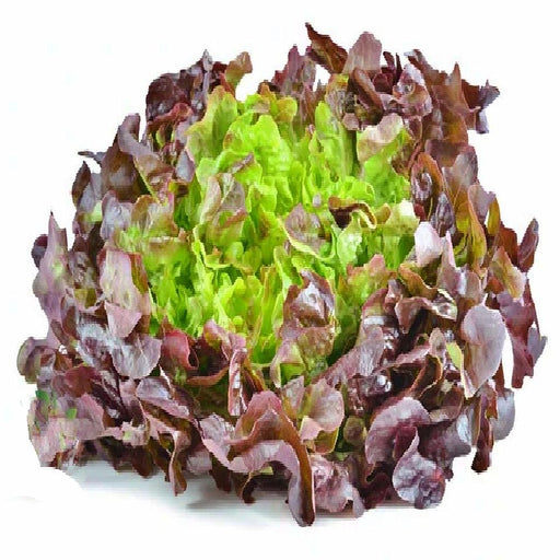 Burgundy Boston, Butterhead Lettuce - BoxGardenSeedsLLC -Lettuce - Seeds