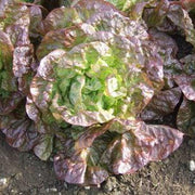 Merveille Des Quatre Saisons, Lettuce - BoxGardenSeedsLLC - Lettuce - Seeds - USA Seller, Thank you for shopping here today, Naturally Grown GMO Free Seeds, Heirloom Open Pollinated Seeds, Fresh Top Quality Premium Seeds